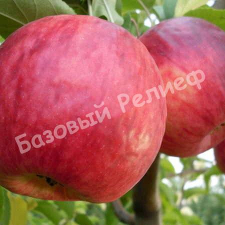 Яблоня зимняя Министр Киселев