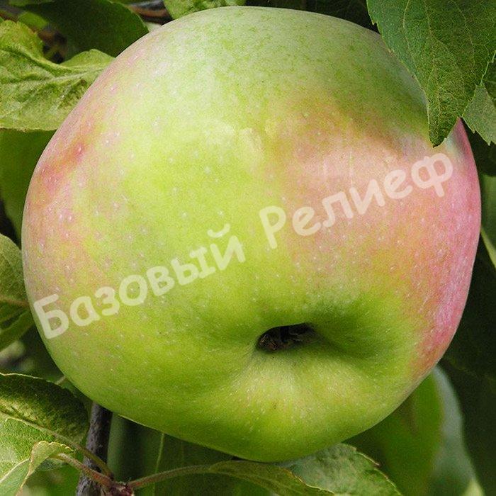 Яблоня зимняя Надзейны