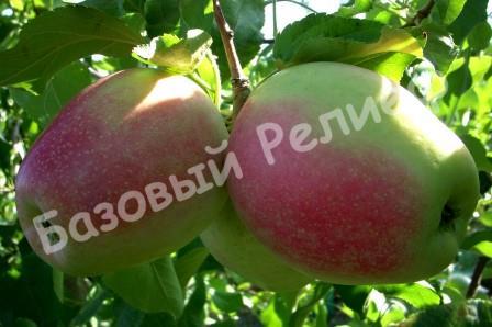 Яблоня зимняя Орфей
