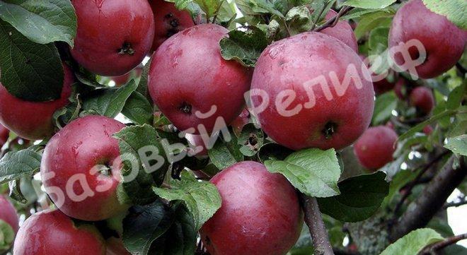 Яблоня зимняя Орловская заря