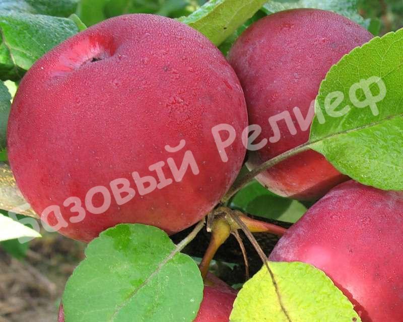 Яблоня зимняя Орловская заря