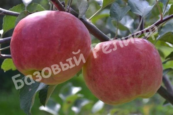 Яблоня зимняя Памяти Хитрово
