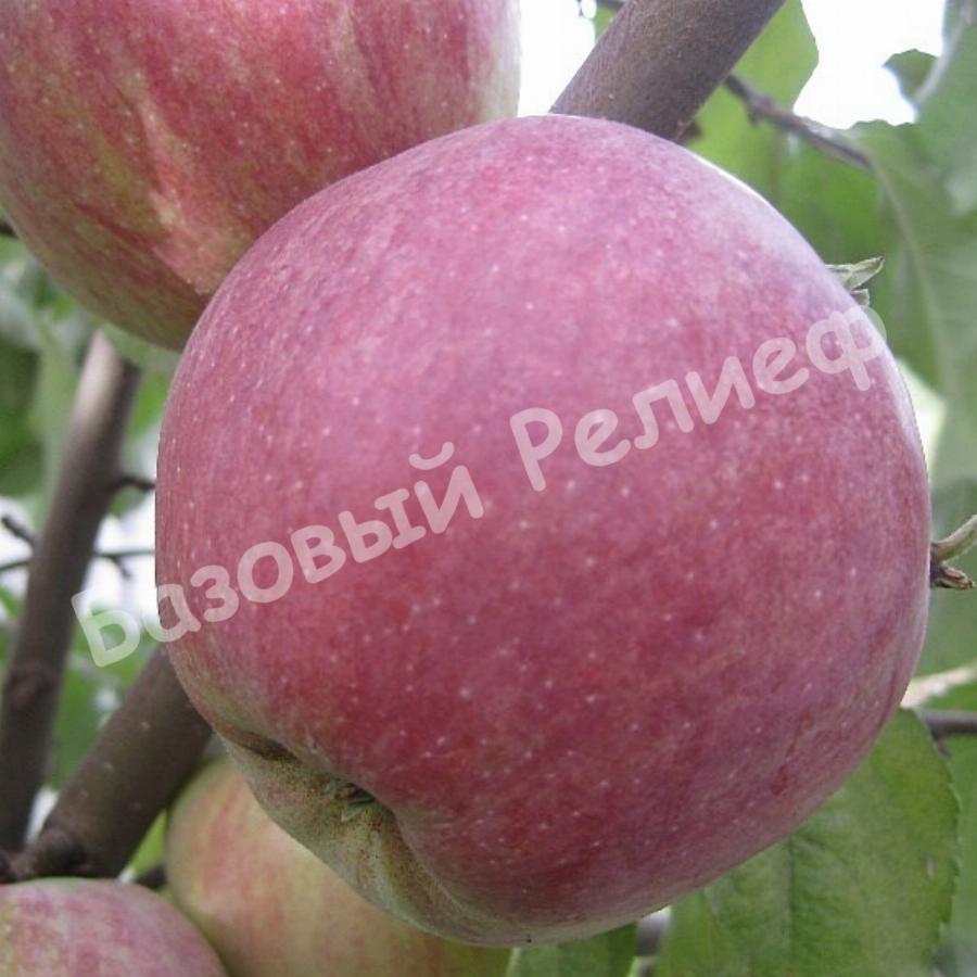 Яблоня зимняя Зорка