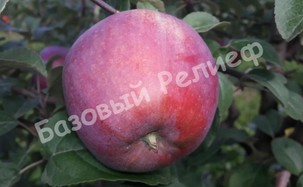 Яблоня зимняя Зорка