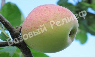 Яблоня зимняя Ренет Громова
