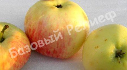 Яблоня зимняя Ренет Громова