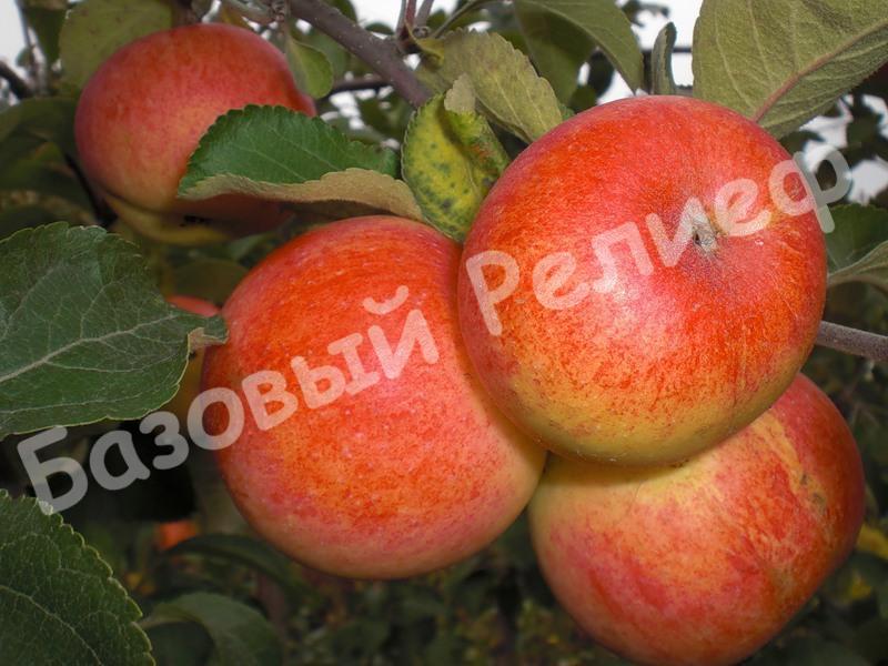 Яблоня зимняя первенец Ртищева