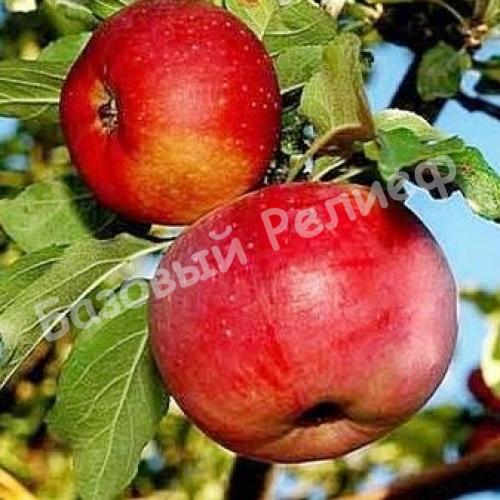 Яблоня зимняя первенец Ртищева