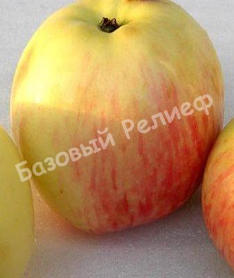 Яблоня зимняя Ренет Громова