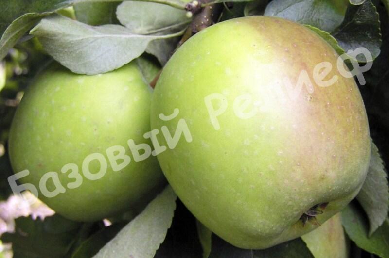 Яблоня зимняя Память Сикоры