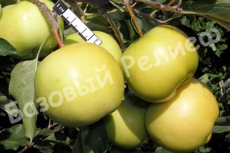 Яблоня зимняя Презент