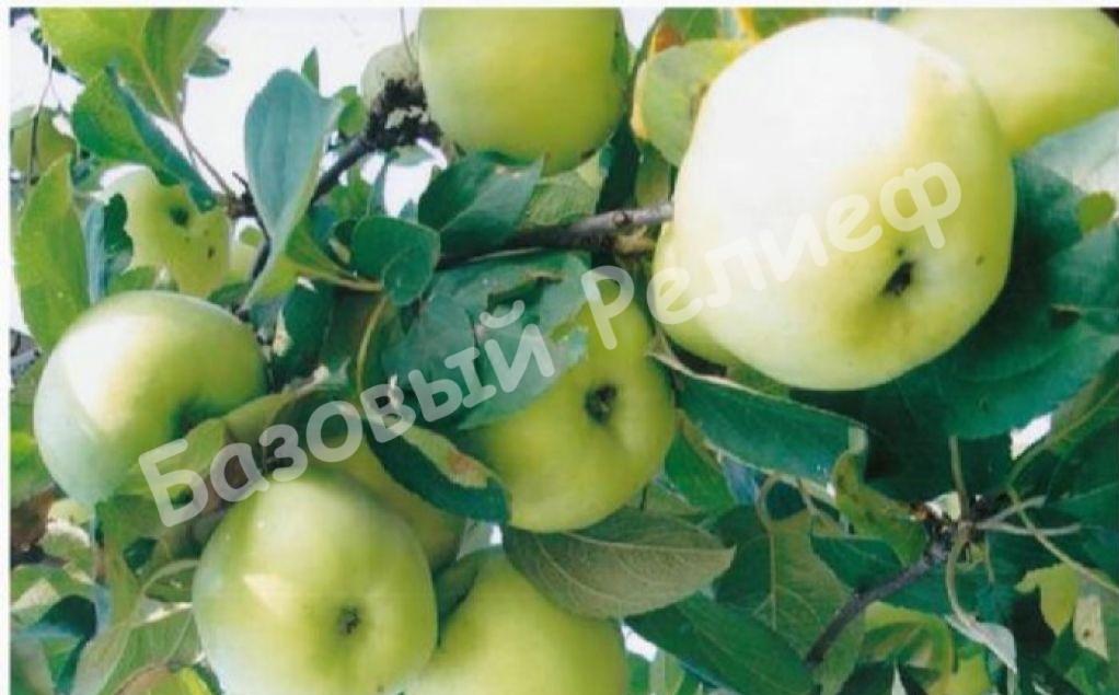 Яблоня зимняя Презент