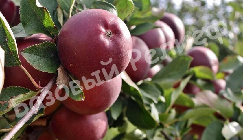 Яблоня осенняя Кармен