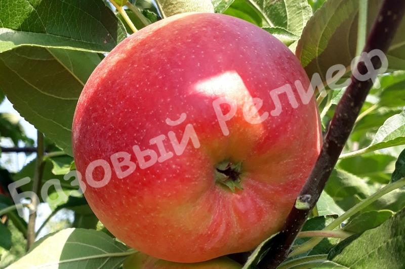 Яблоня осенняя Кармен