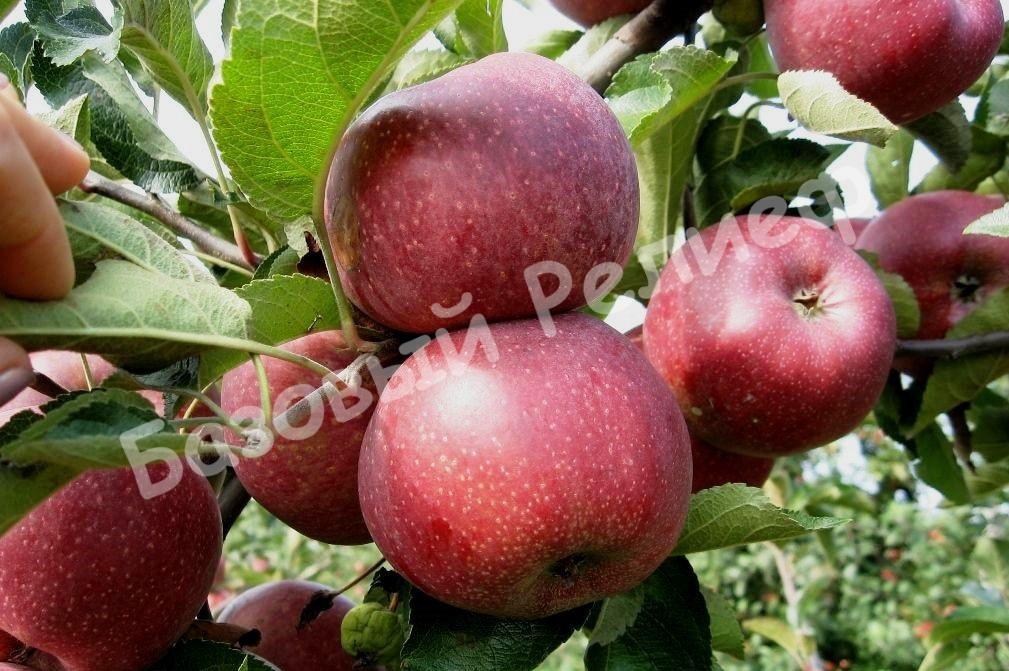 Яблоня осенняя Кармен