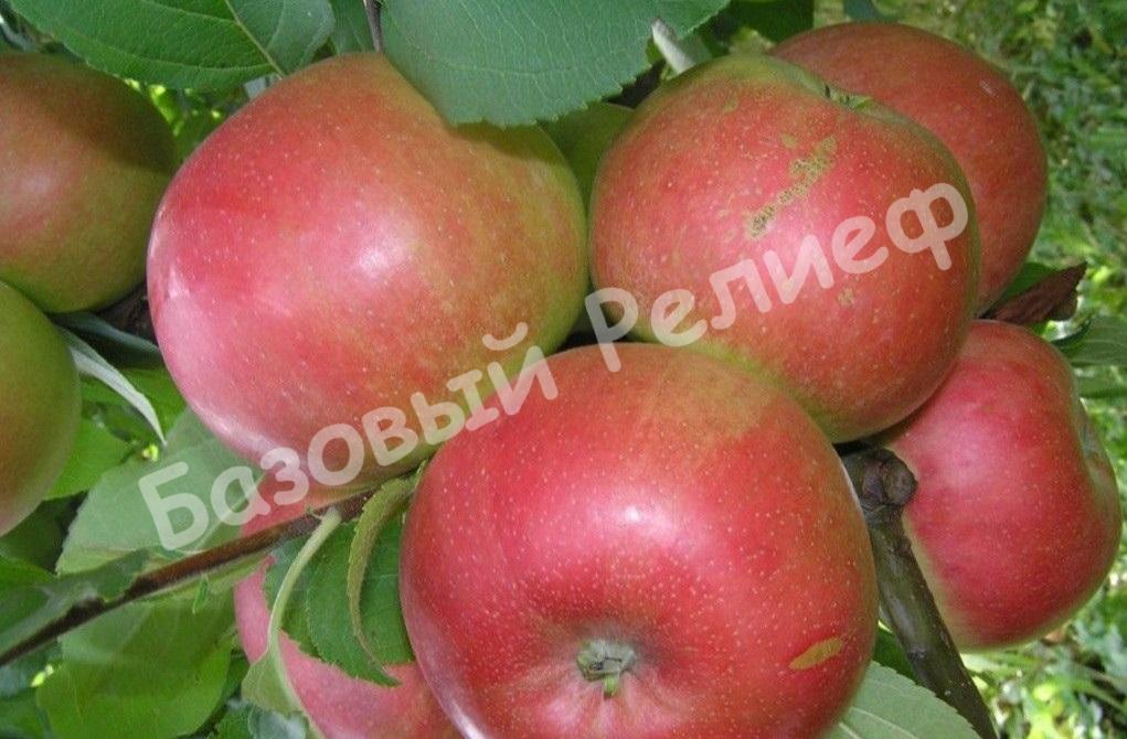Яблоня осенняя Лучезарное