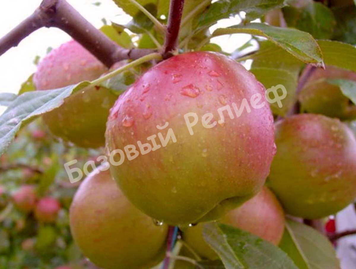 Яблоня осенняя Лучезарное