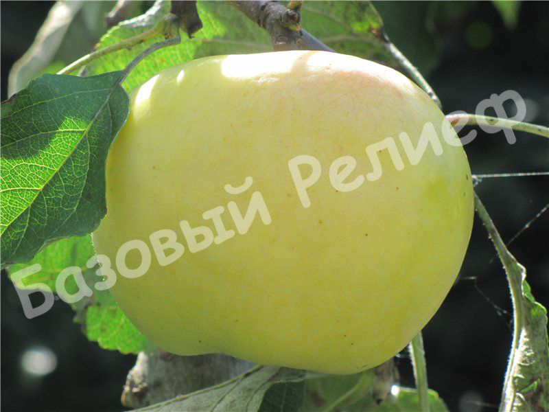 Яблоня осенняя Снежок (дочь Антоновки)