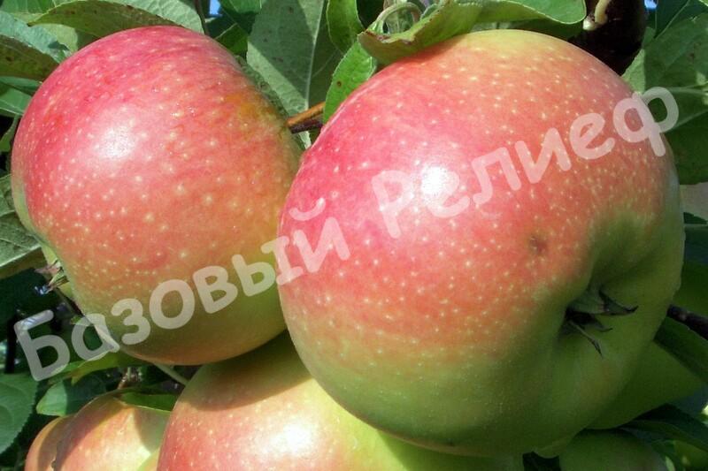 Яблоня осенняя Василиса