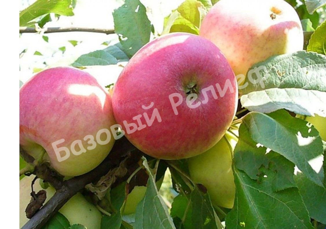 Яблоня ранняя Алое
