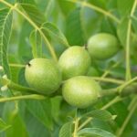 Орех грецкий Пятилетка