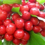 Черешня Алая