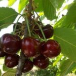 Черешня Амулет