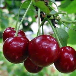 Черешня бархатная