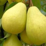 Груша Ассоль