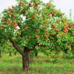 Яблоня Адыгейское
