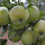 Яблоня Башкирский Изумруд