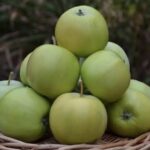 Яблоня Башкирский Изумруд