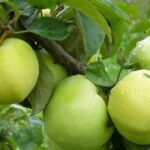 Яблоня Башкирский Изумруд