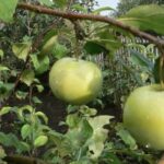 Яблоня Башкирский Изумруд