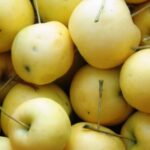 Яблоня Бердское (Ребристое)