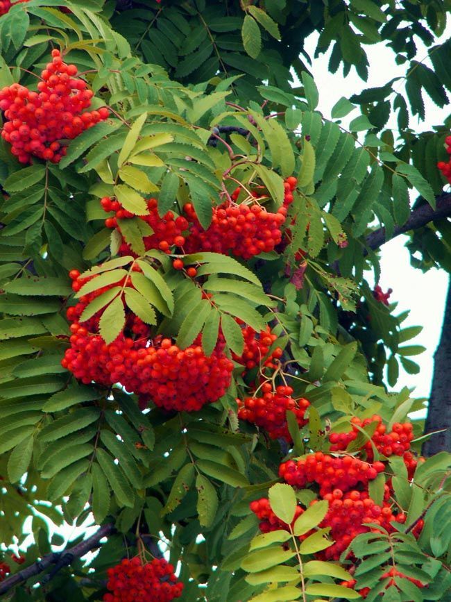 Рябина Красивая