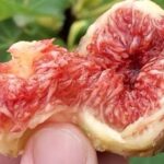Инжир Розовый (Ереванский)